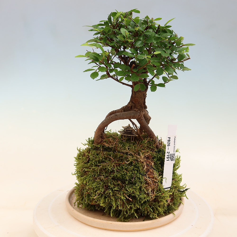 Kokedama s miskou – Ulmus parvifolia – jaseň malolistý