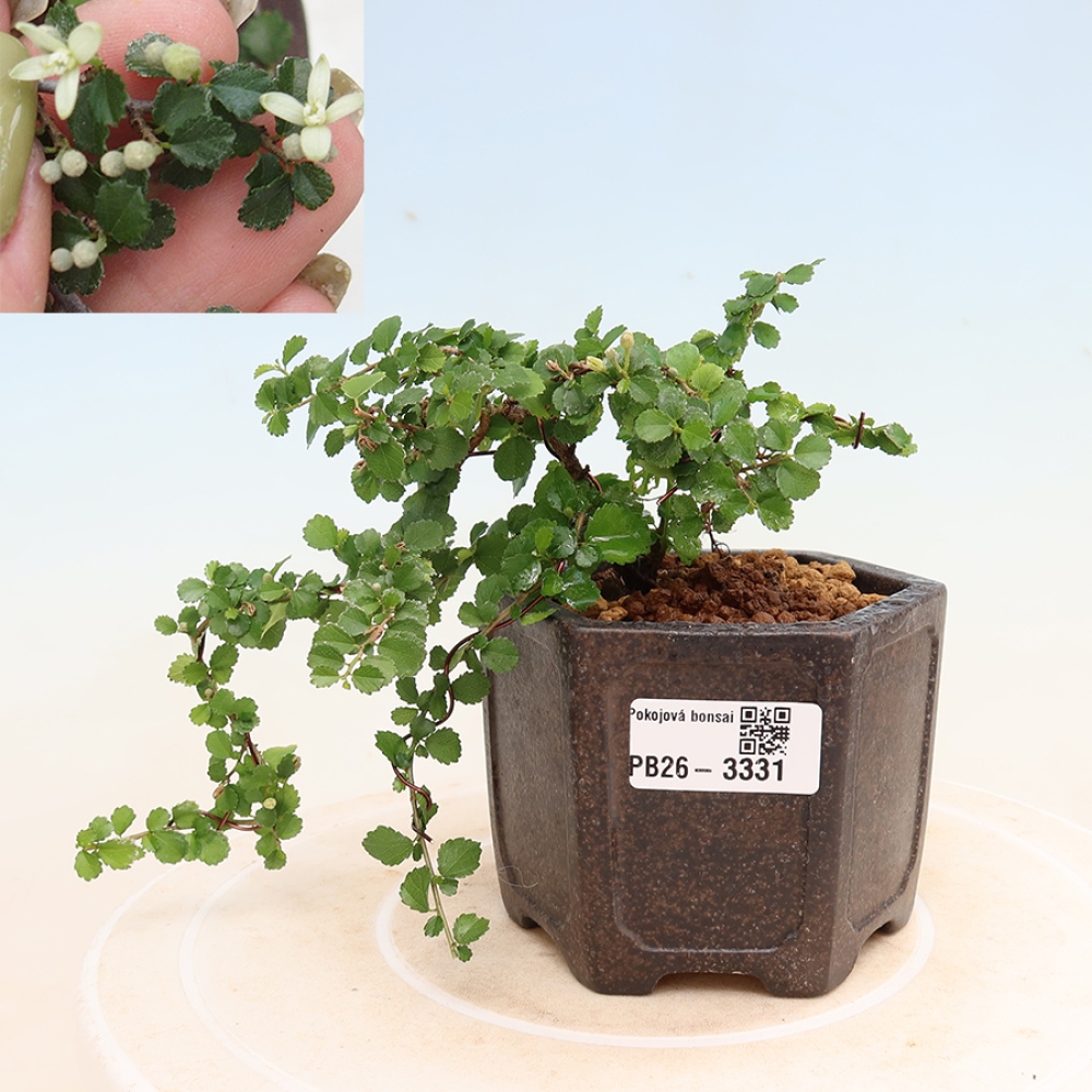 Izbový bonsaj - Grewia sp. - Grewia malafolia