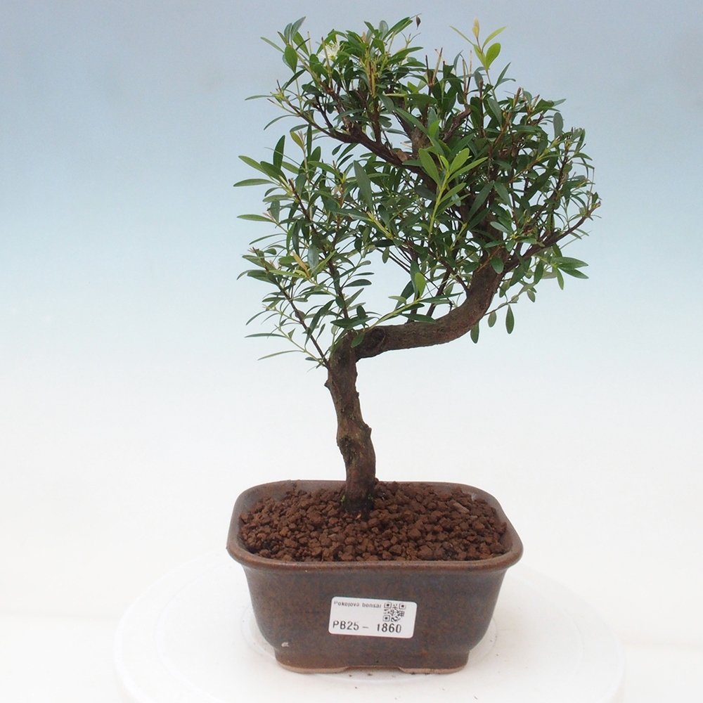 Izbová bonsai - Syzygium - pimentovníka