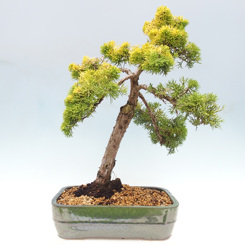 Vonkajší bonsai - Juniperus chinensis plumosa aurea - Borievka čínska zlatá