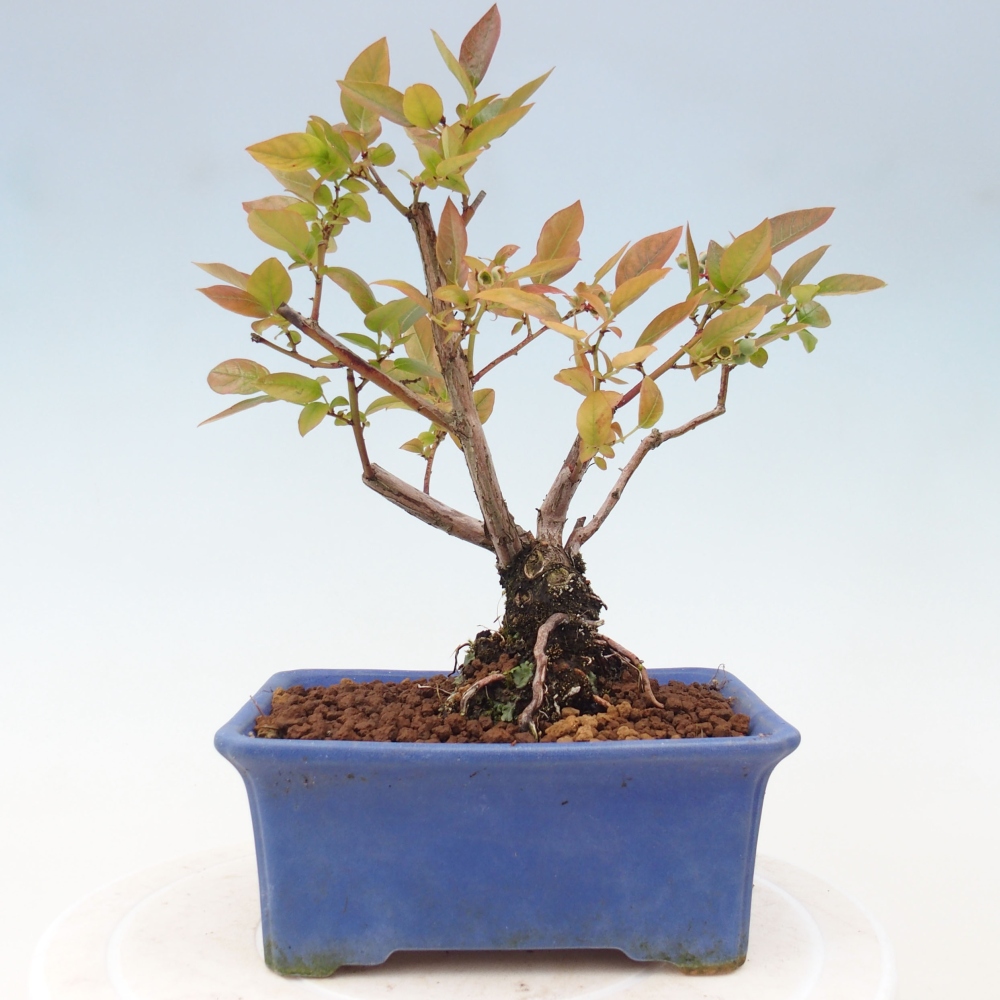 Vonkajšie bonsai - kanadská čučoriedka - Vaccinium corymbosum