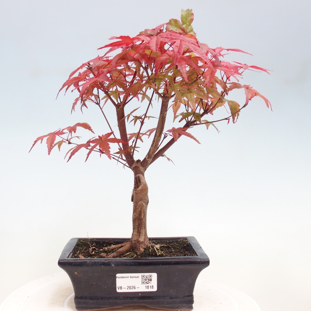 Vonkajší bonsaj - Acer palmatum DESHOJO