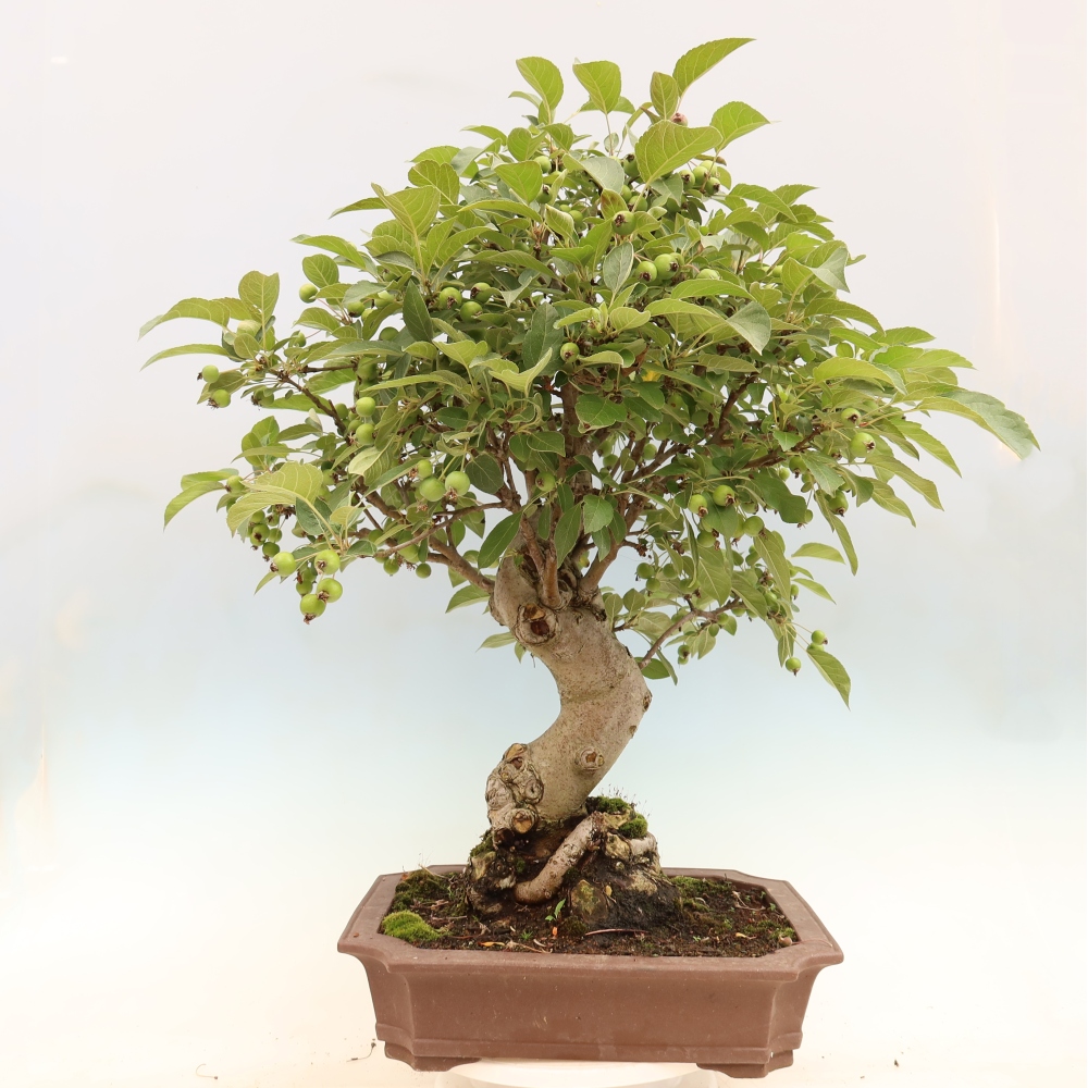 Vonkajší bonsai -Malus halliana - Maloplodá jabloň