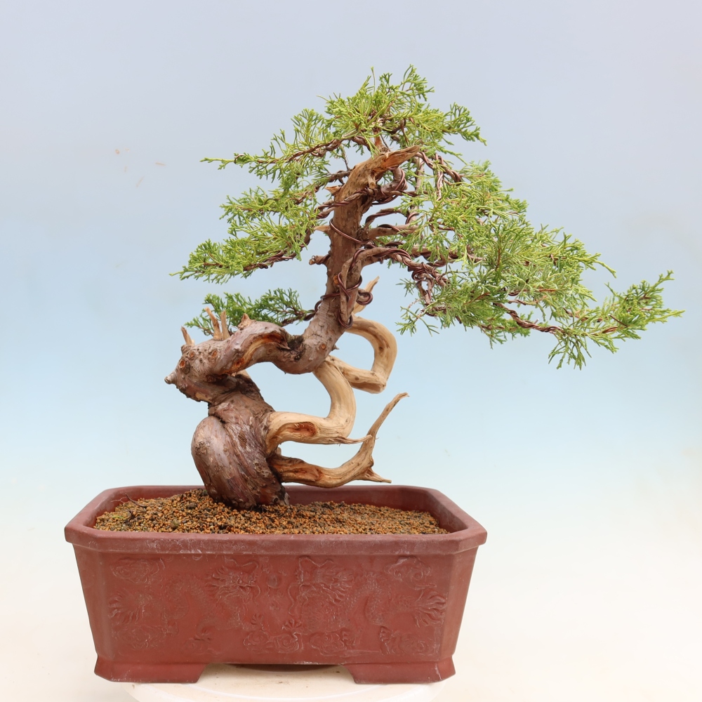 Vonkajší bonsai – Juniperus chinensis Itoigawa – čínsky jalovec