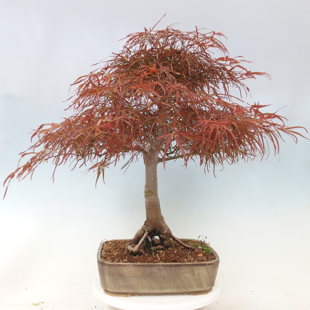 Vonkajší bonsaj - Acer palmatum RED PYGMY