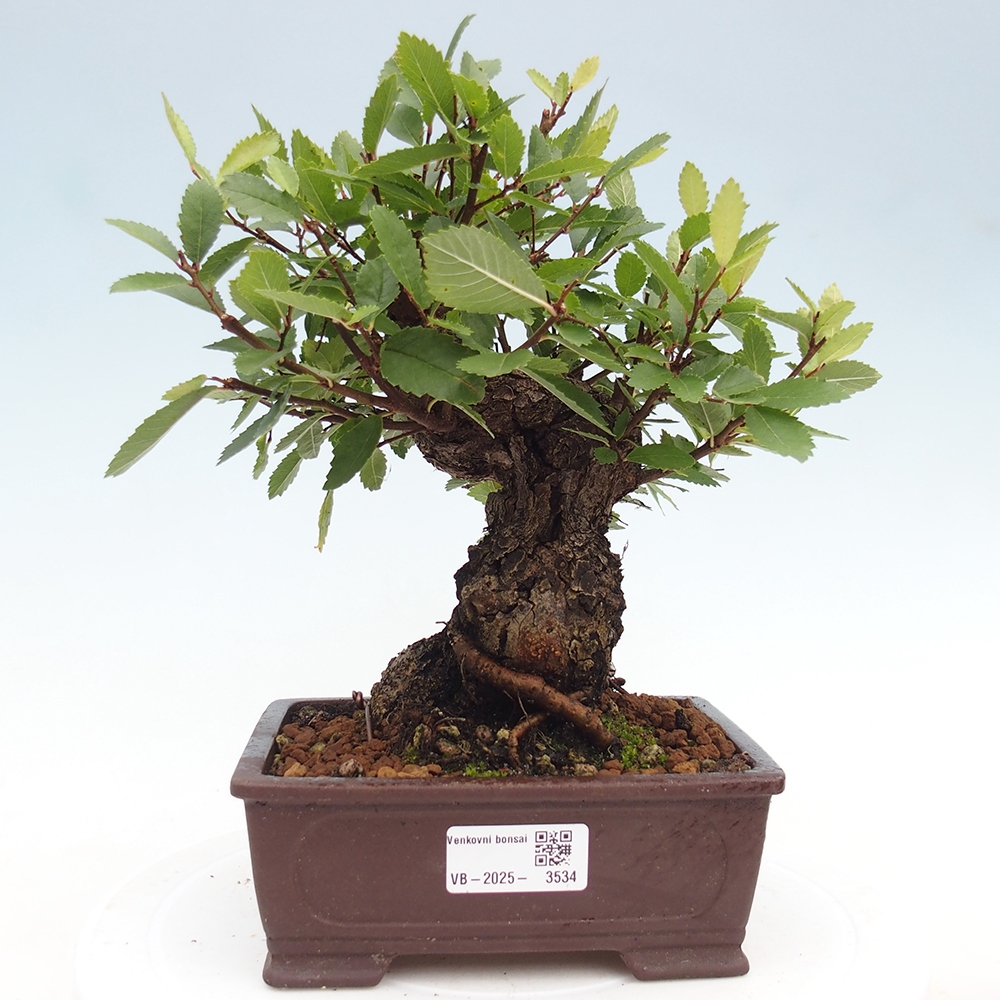 Vonkajšie bonsai - Zelkova - Zelkova serrata