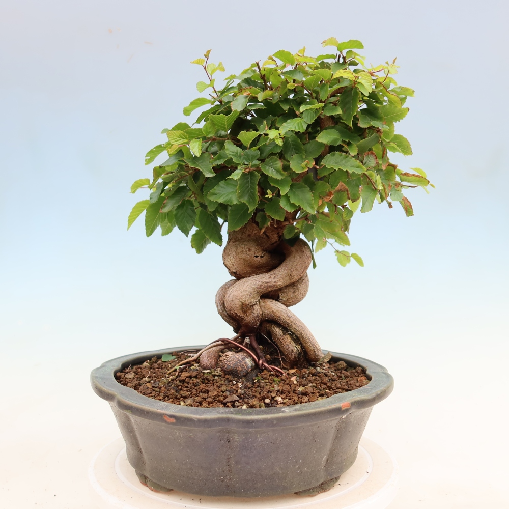 Vonkajší bonsaj -Carpinus coreana - Hrab kórejský