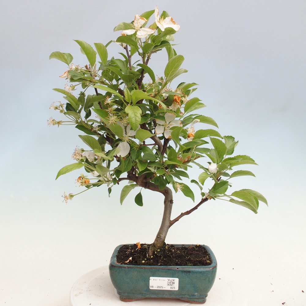 Vonkajší bonsai -Malus halliana - Maloplodá jabloň