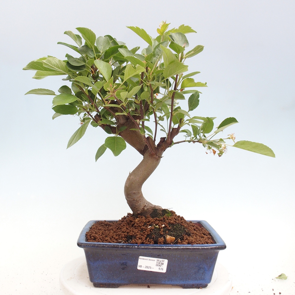 Vonkajší bonsai -Malus halliana - Maloplodá jabloň
