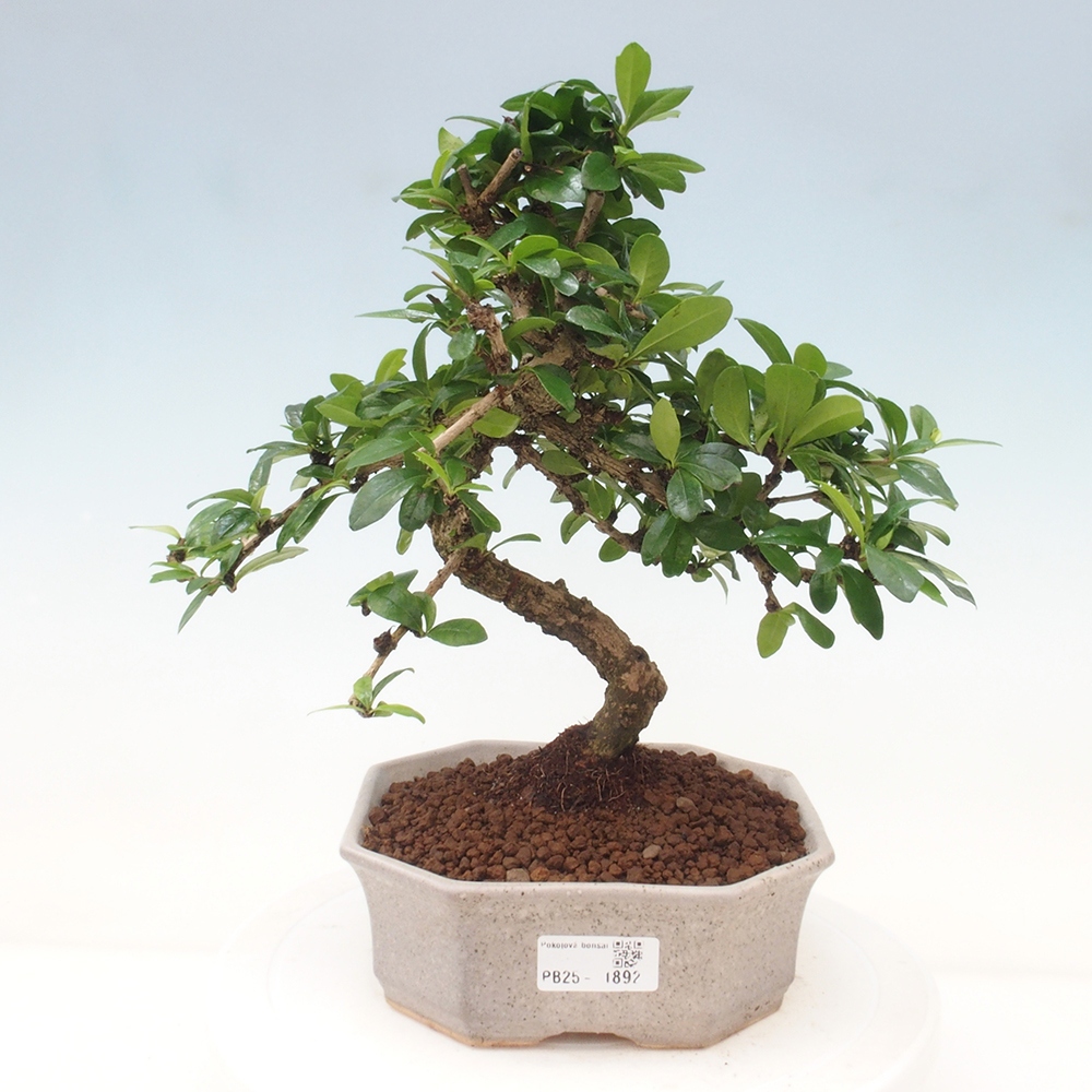 Izbová bonsai - Carmona macrophylla - Čaj fuki