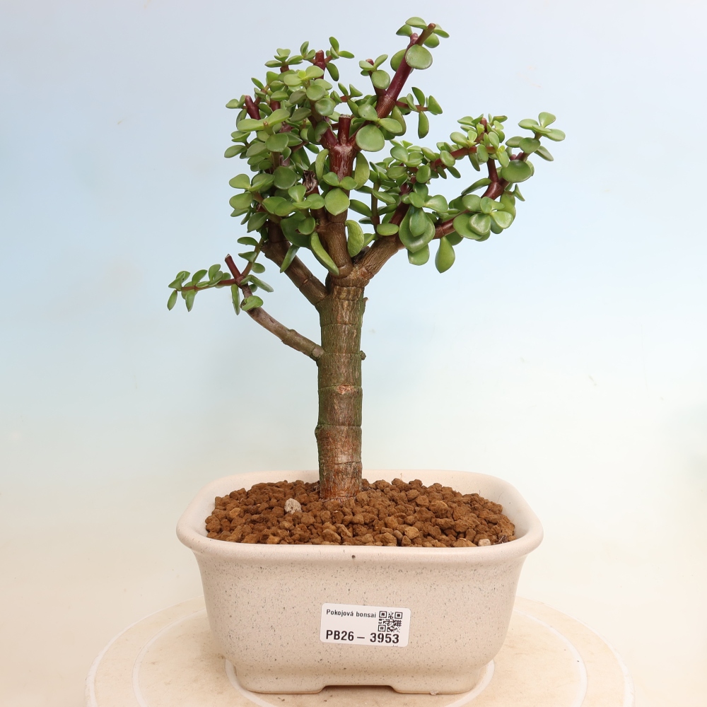 Izbové bonsaje - Portulakaria Afra - Tlustice