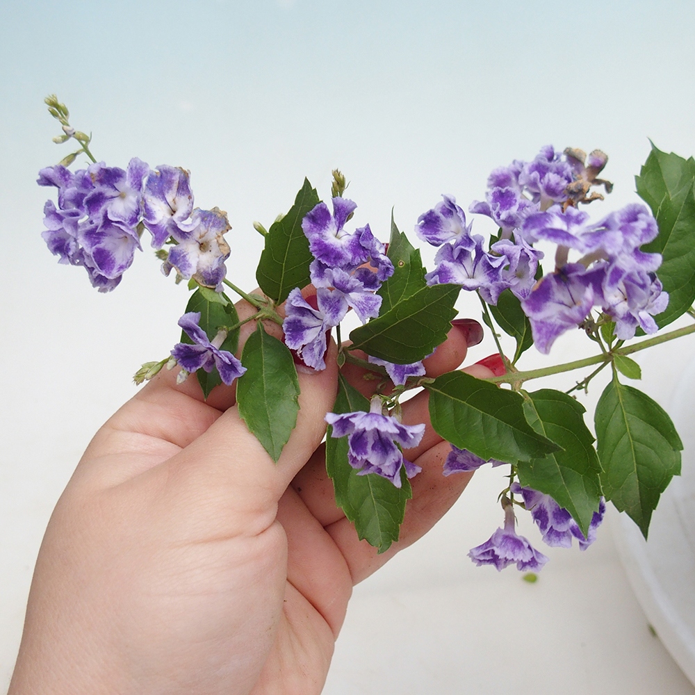 Izbové bonsaje - Duranta repens -Duranta