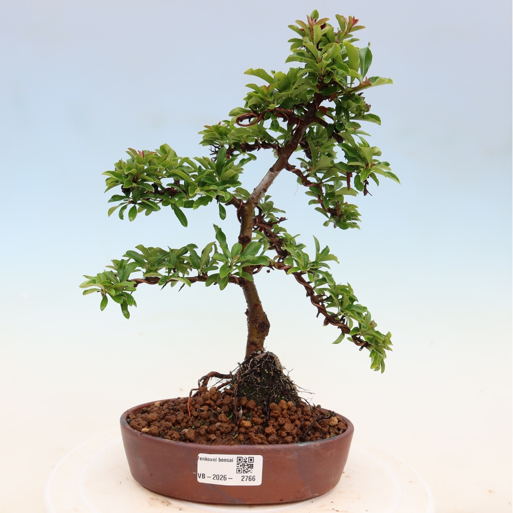 Vonkajší bonsai – Pyracantha teton – Hlohovec šarlátový