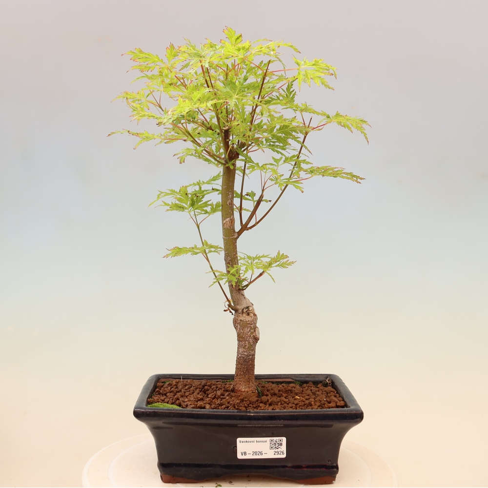 Vonkajší bonsai – Acer palmatum Dissectum – javor dlaňolistý 