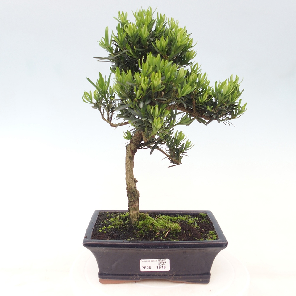 Izbové bonsaje - Podocarpus - Kamenný tis