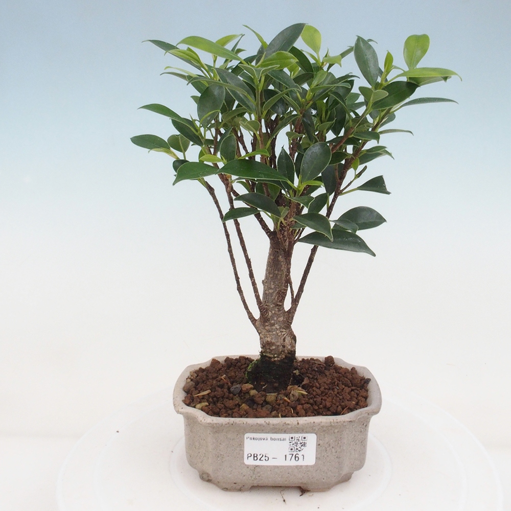Izbová bonsai - Malolistý fikus - Ficus kimmen