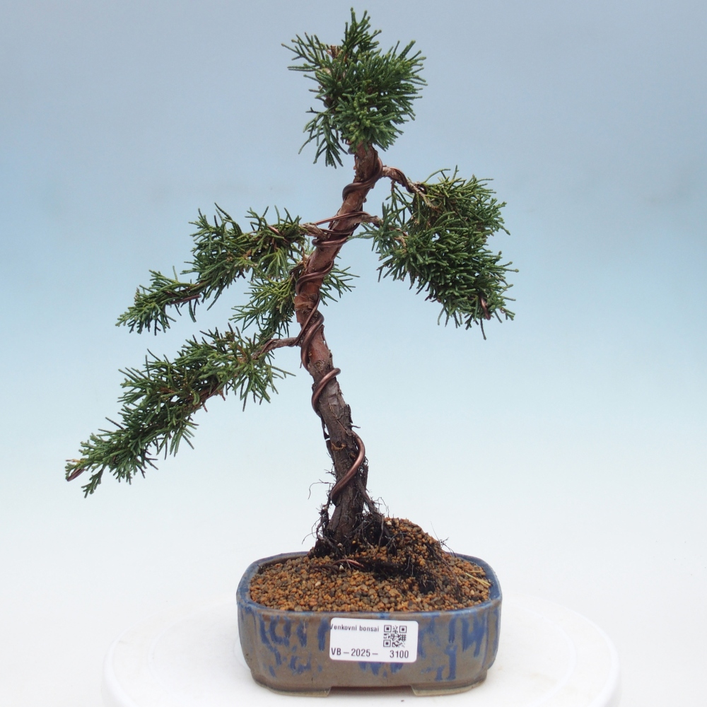 Vonkajší bonsai - Juniperus chinensis Kishu -Jalovec čínsky