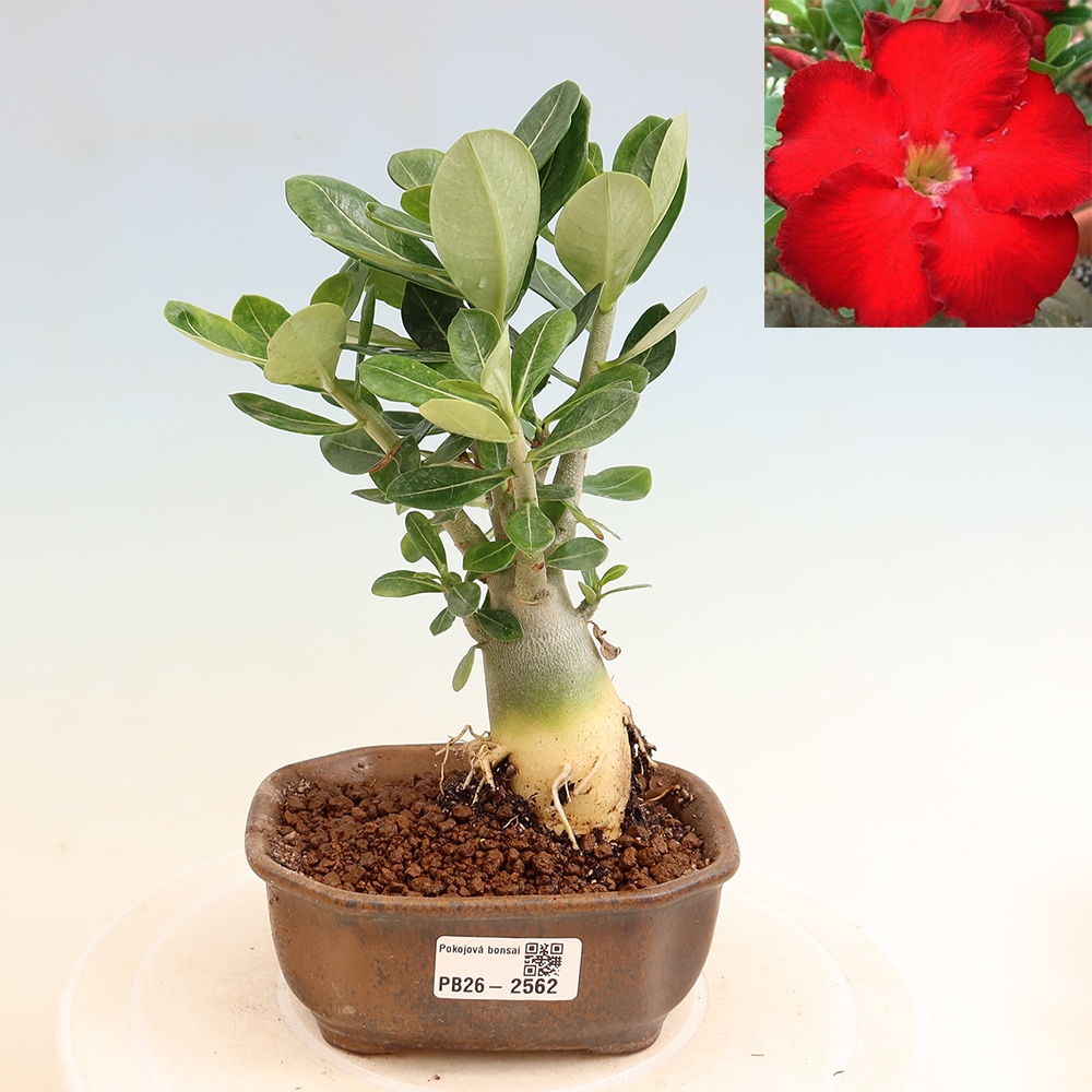 Izba bonsai – Adenium obesum Red Star – Púštna ruža