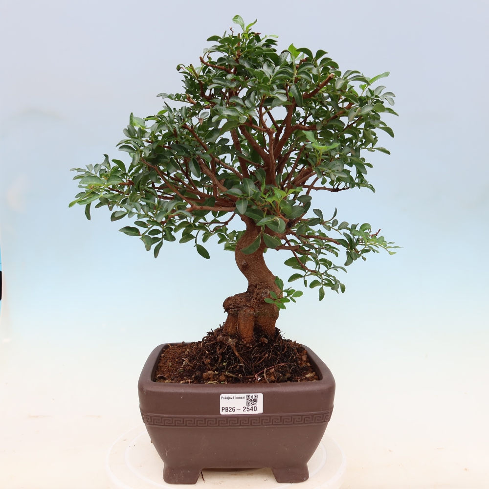 Izba bonsai – Pistacia Lentiscus – Pistácia