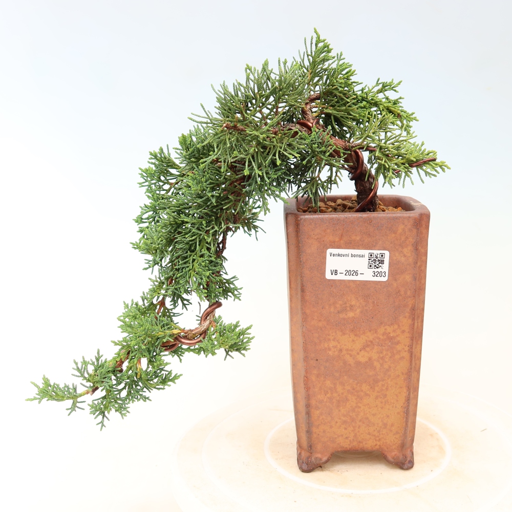 Vonkajší bonsaj - Juniperus chinensis Kishu
