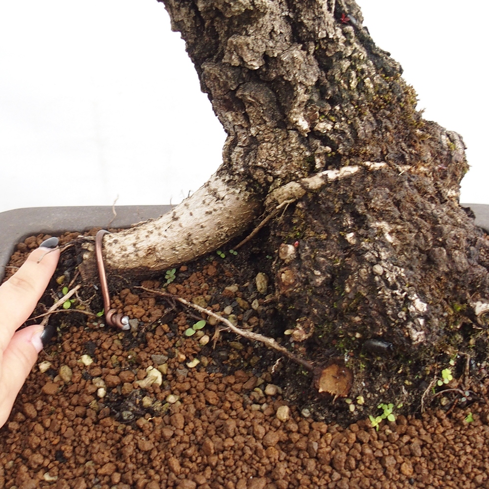 Yamadori - Quercus Ilex -Dub cezmínovitý
