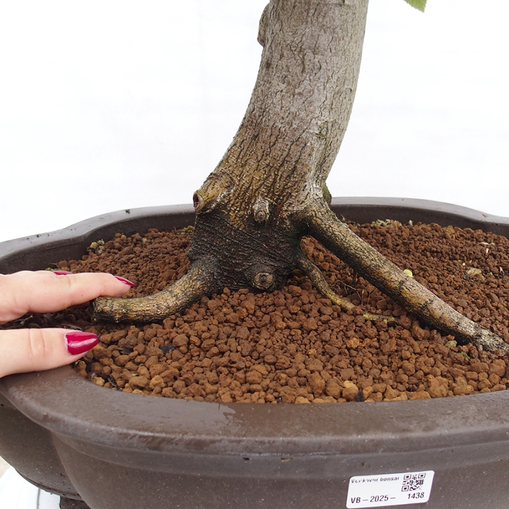 Vonkajší bonsai - Hrab obyčajný - Carpinus betulus