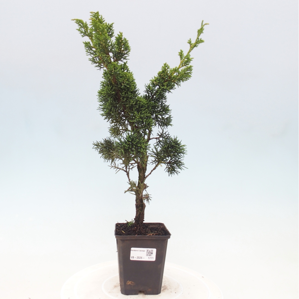 Vonkajší bonsaj - Juniperus chinensis Kishu