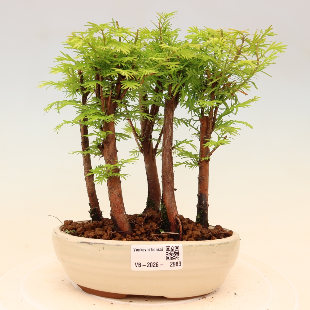 Vonkajší bonsai – Metasequoia glyptostroboides – čínska metasekvoja – hájik