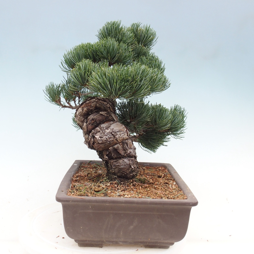 Vonkajšie bonsai - Pinus parviflora - Borovica drobnokvetá