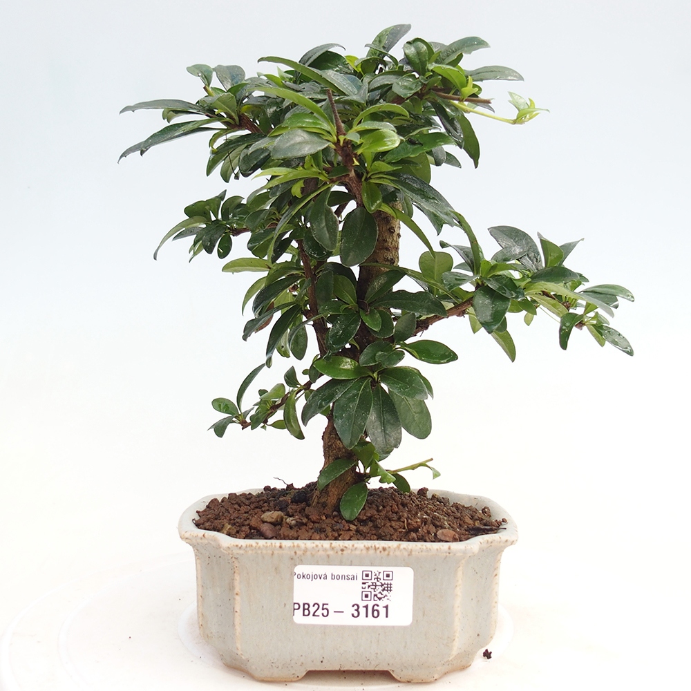 Izbová bonsai - Carmona macrophylla - Čaj fuki