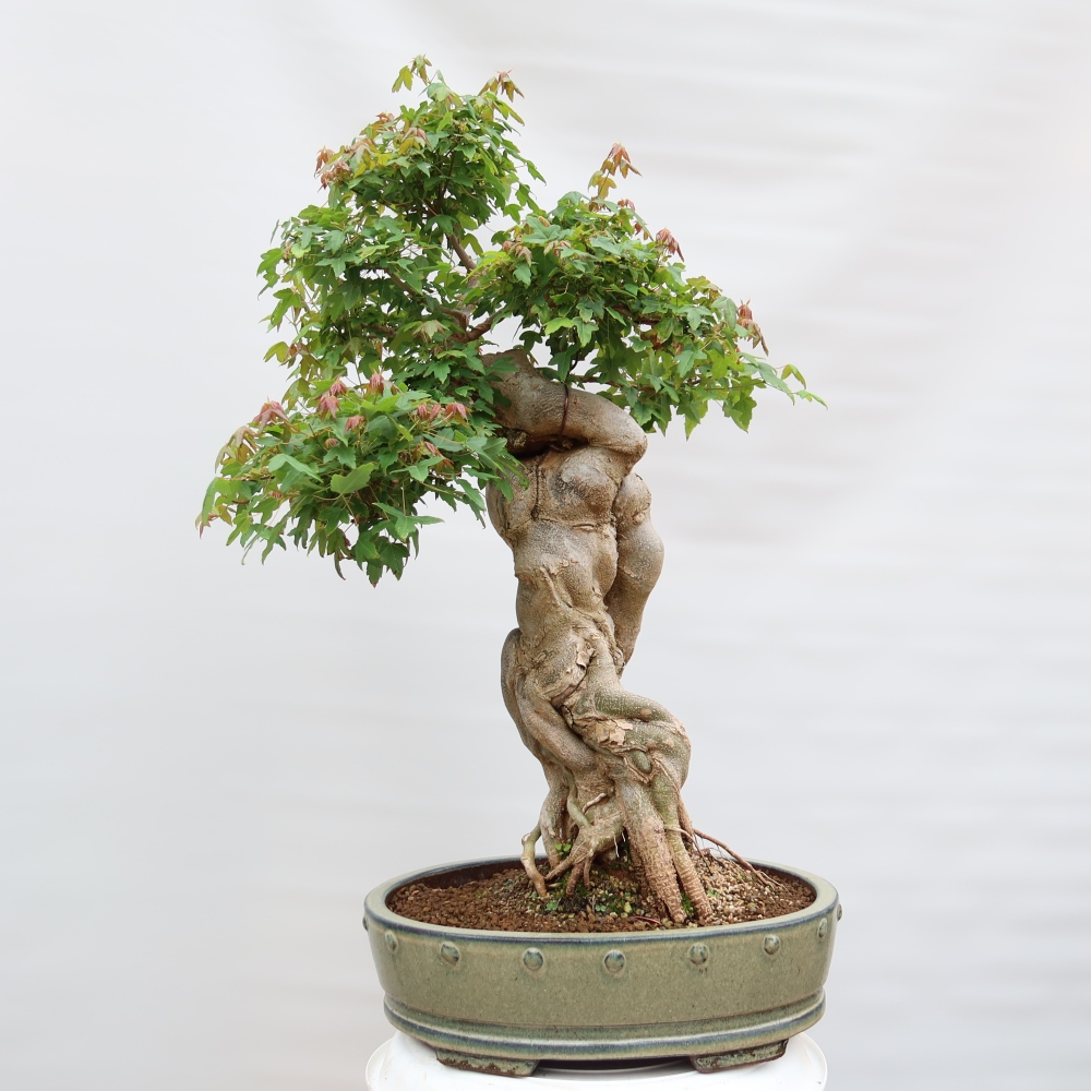 Vonkajšie bonsaje - Javor Burger - Acer Burgerianum
