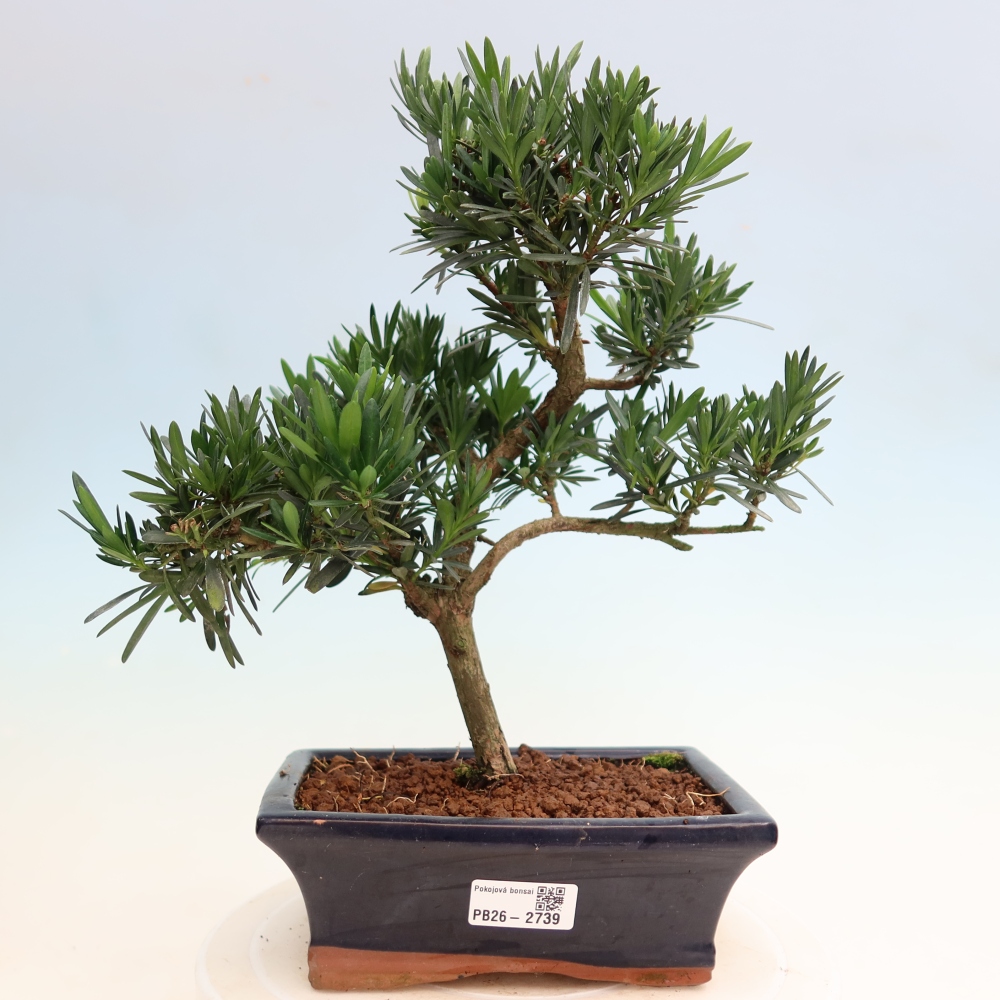 Izbové bonsaje - Podocarpus - Kamenný tis