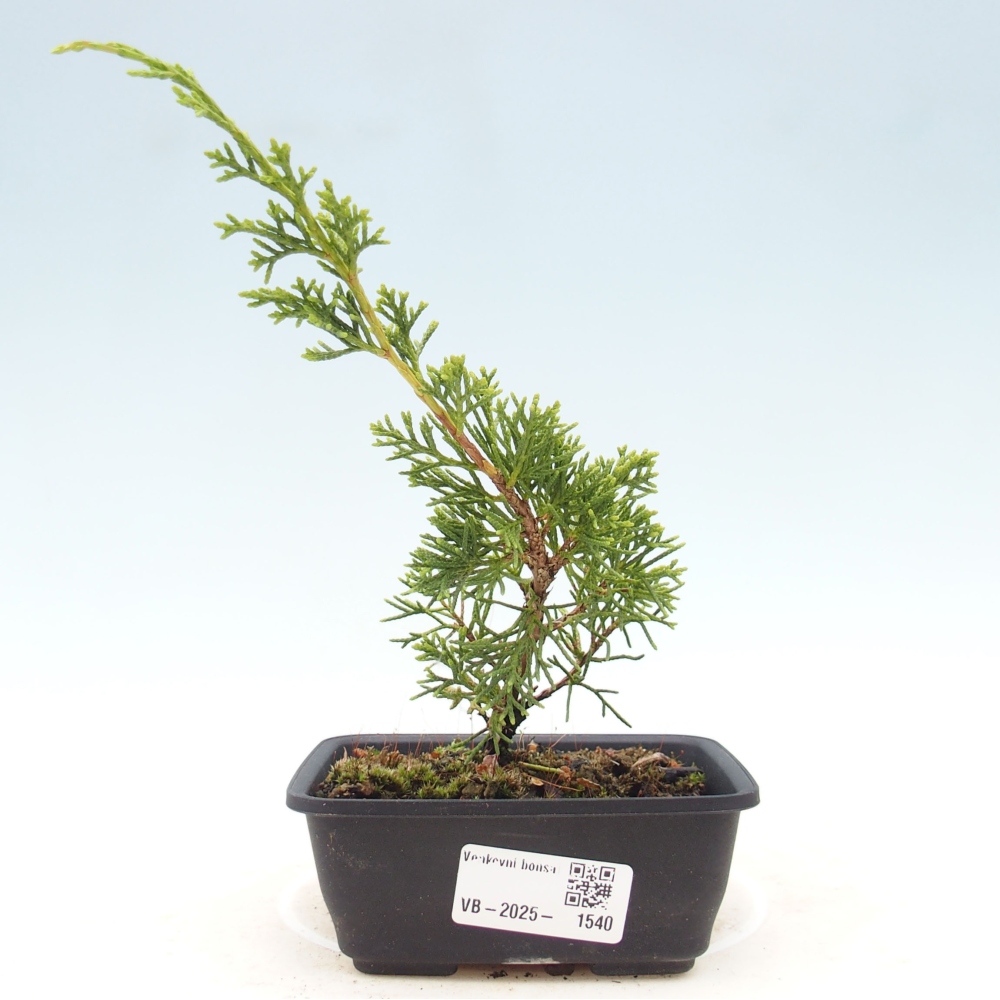 Vonkajší bonsai - Juniperus chinensis Itoigawa -Jalovec čínsky
