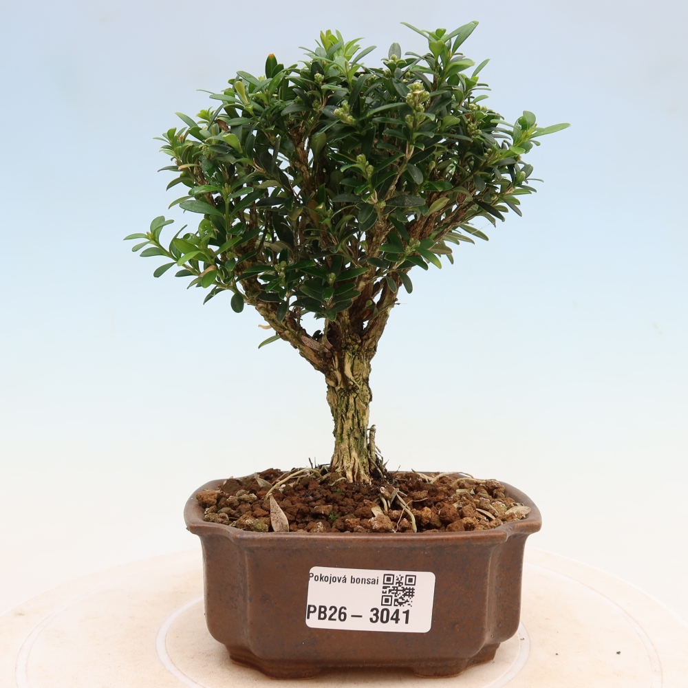 Izbové bonsaje - Buxus harlandii - korkový buxus