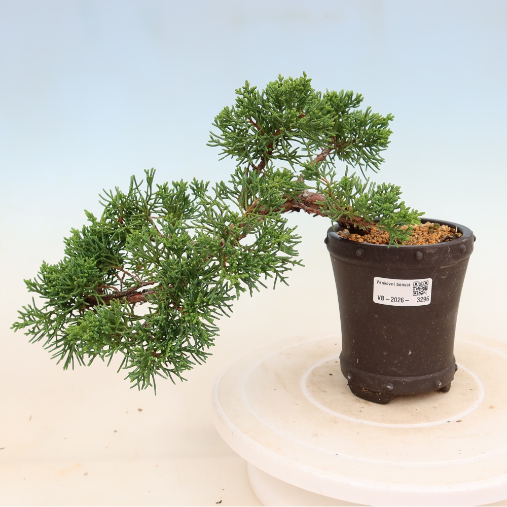 Vonkajší bonsaj - Juniperus chinensis Kishu