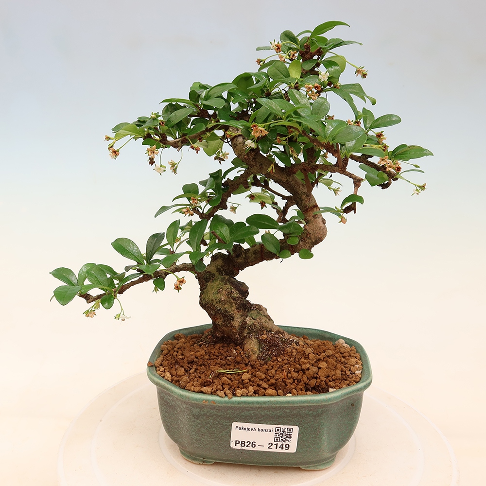Izbové bonsaje - Carmona macrophylla - Tea fuki