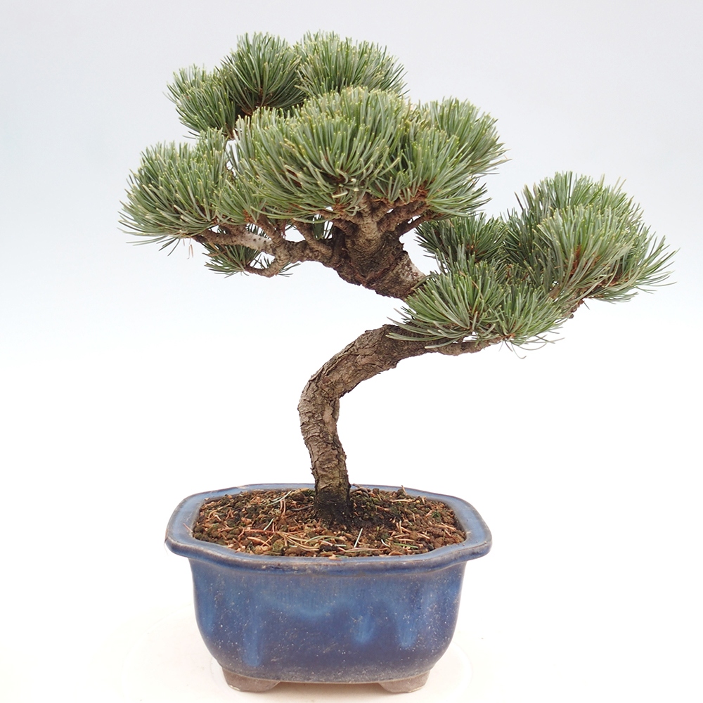 Vonkajšie bonsai - Pinus parviflora - Borovica drobnokvetá