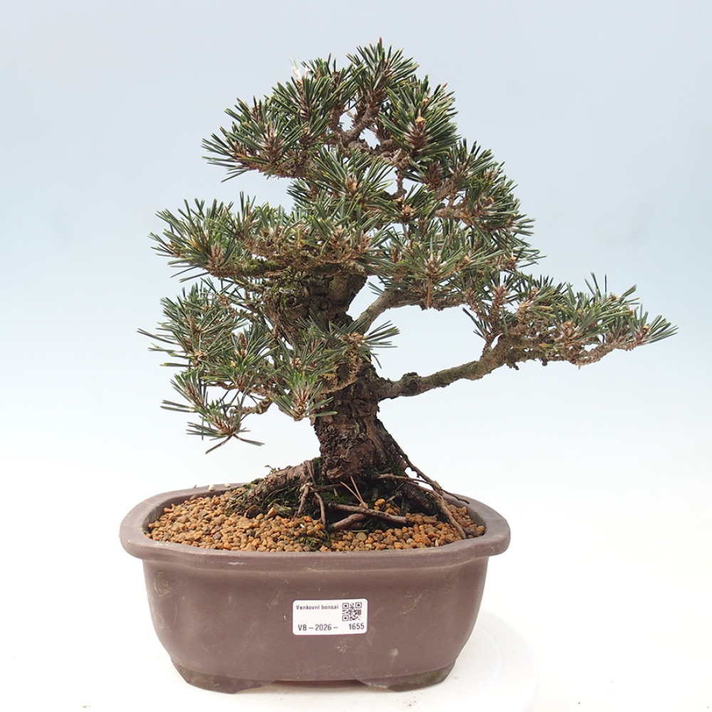 Vonkajší bonsaj - Pinus thunbergii Kotobuki - borovica Thunbergova