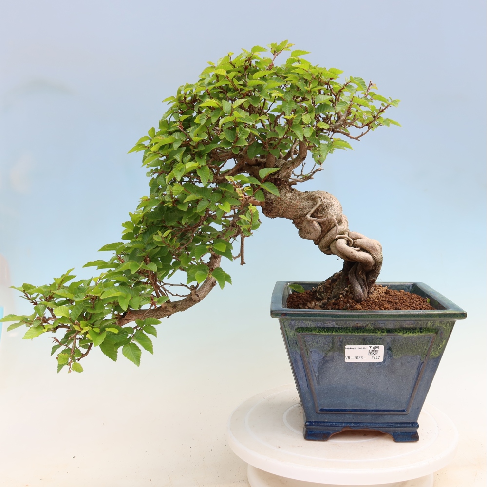 Vonkajší bonsaj -Carpinus coreana - Hrab kórejský