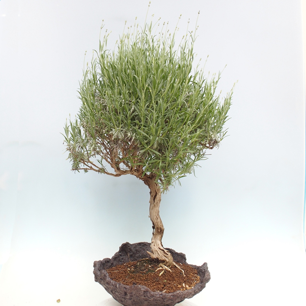 Vonkajšie bonsai -  - Lavandula - Levanduľa