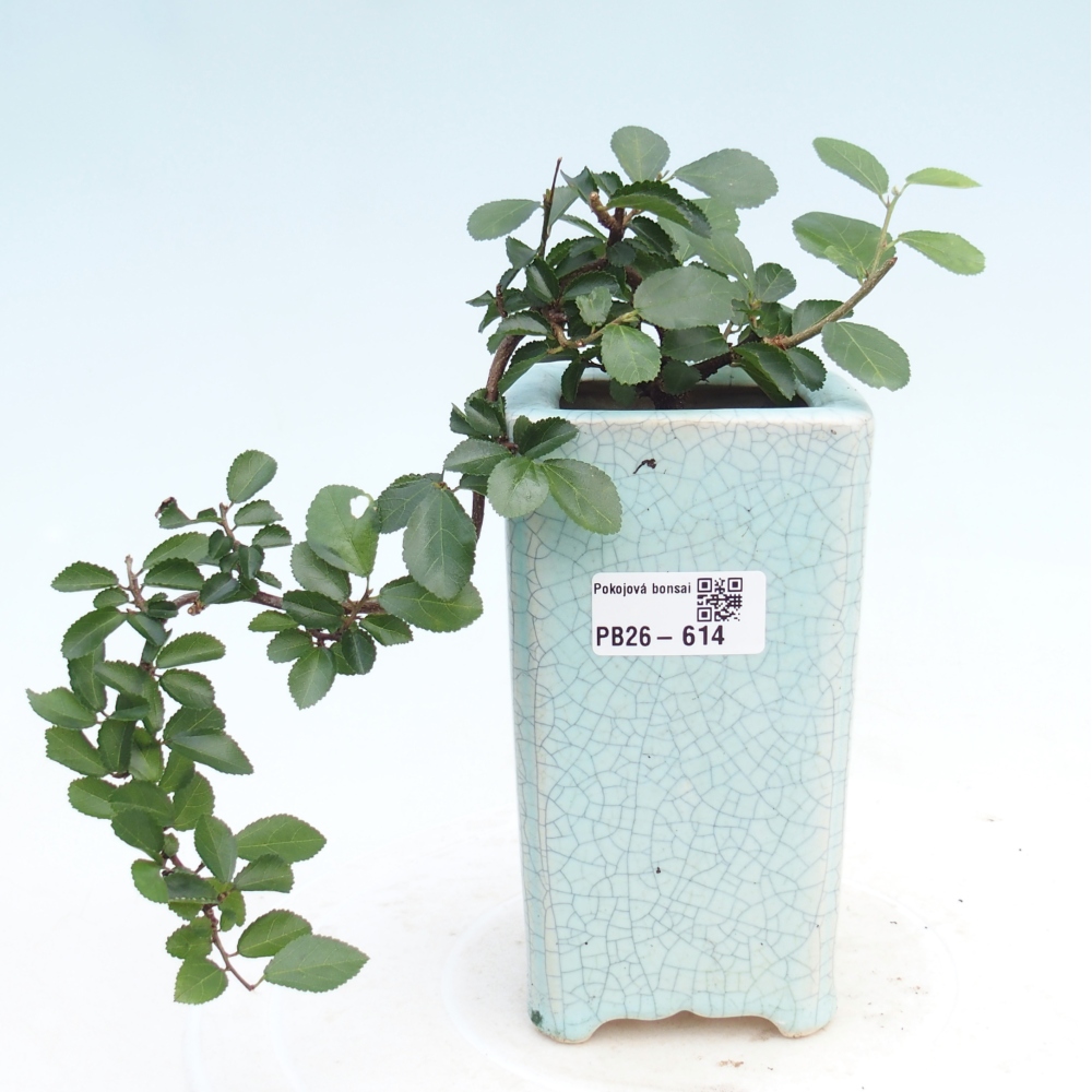 Izbový bonsaj - Grewia occidentalis - Levanduľová hviezdica