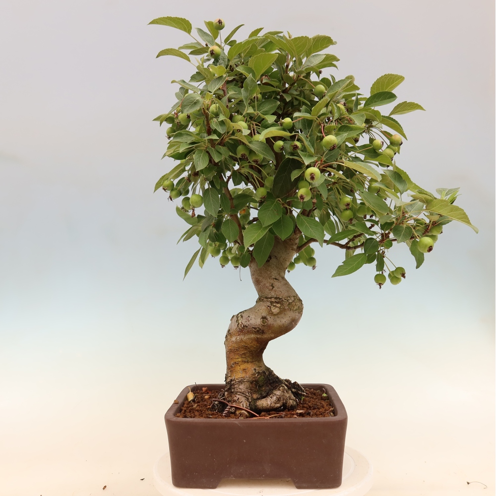 Vonkajšia bonsaj -Malus halliana - Malokvetá jabloň