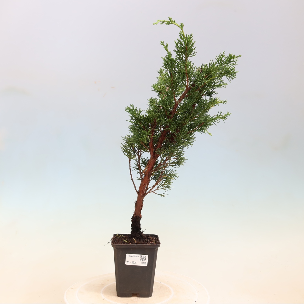 Vonkajší bonsaj - Juniperus chinensis Kishu