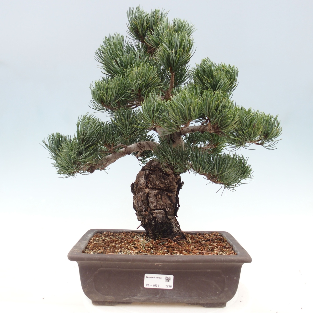 Vonkajšie bonsai - Pinus parviflora - Borovica drobnokvetá