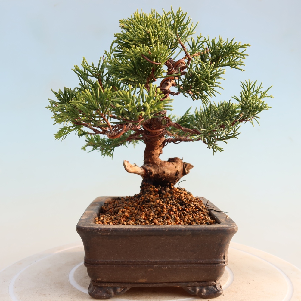 Vonkajší bonsai - Juniperus chinensis Itoigawa -Jalovec čínsky