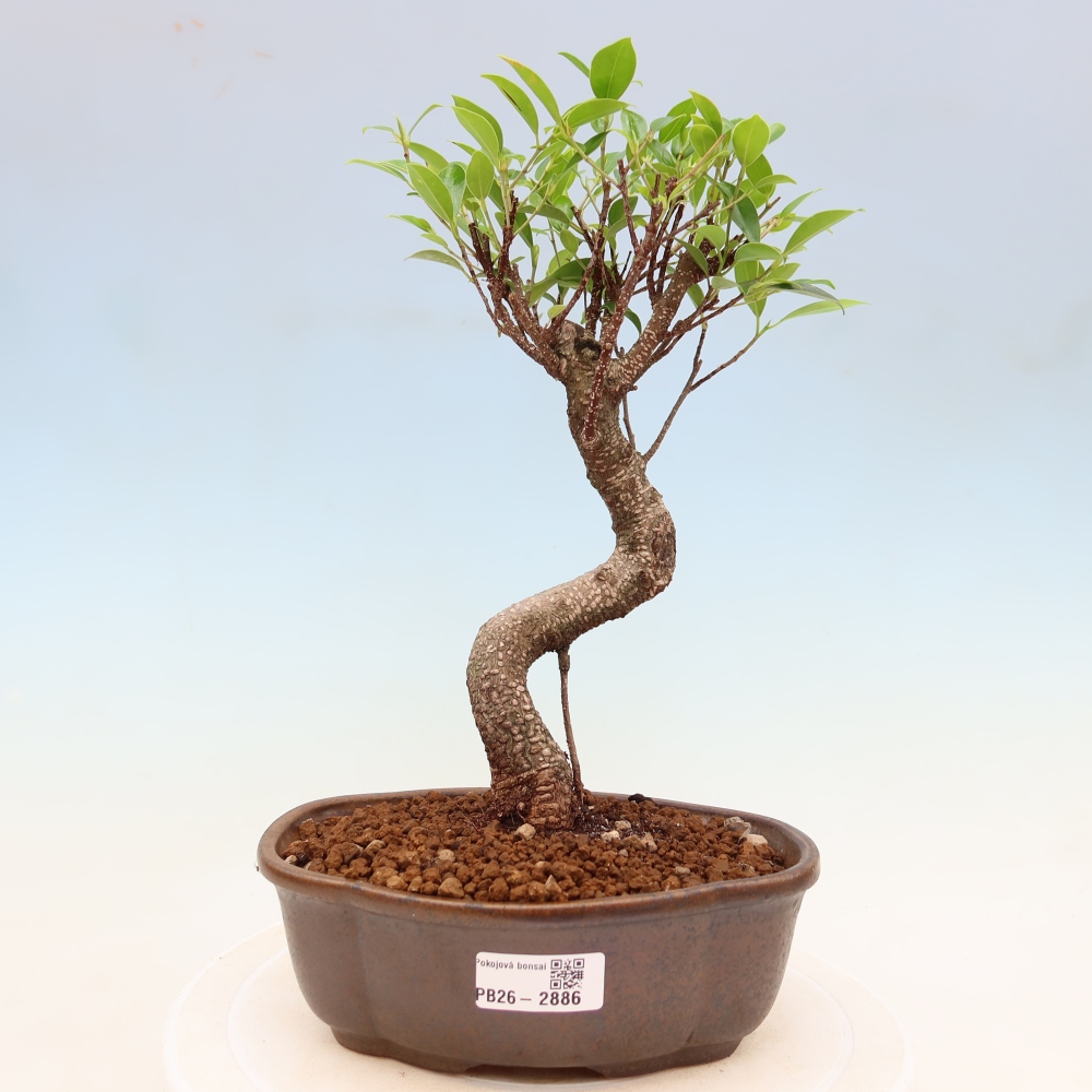 Izbové bonsaje - Ficus kimmen - drobnolistý fikus