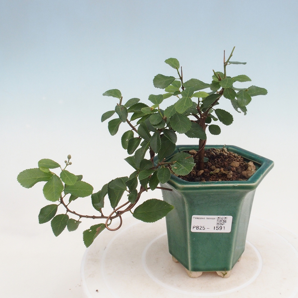 Izbová bonsai - Grewia occidentalis - Hviezdica levanduľová