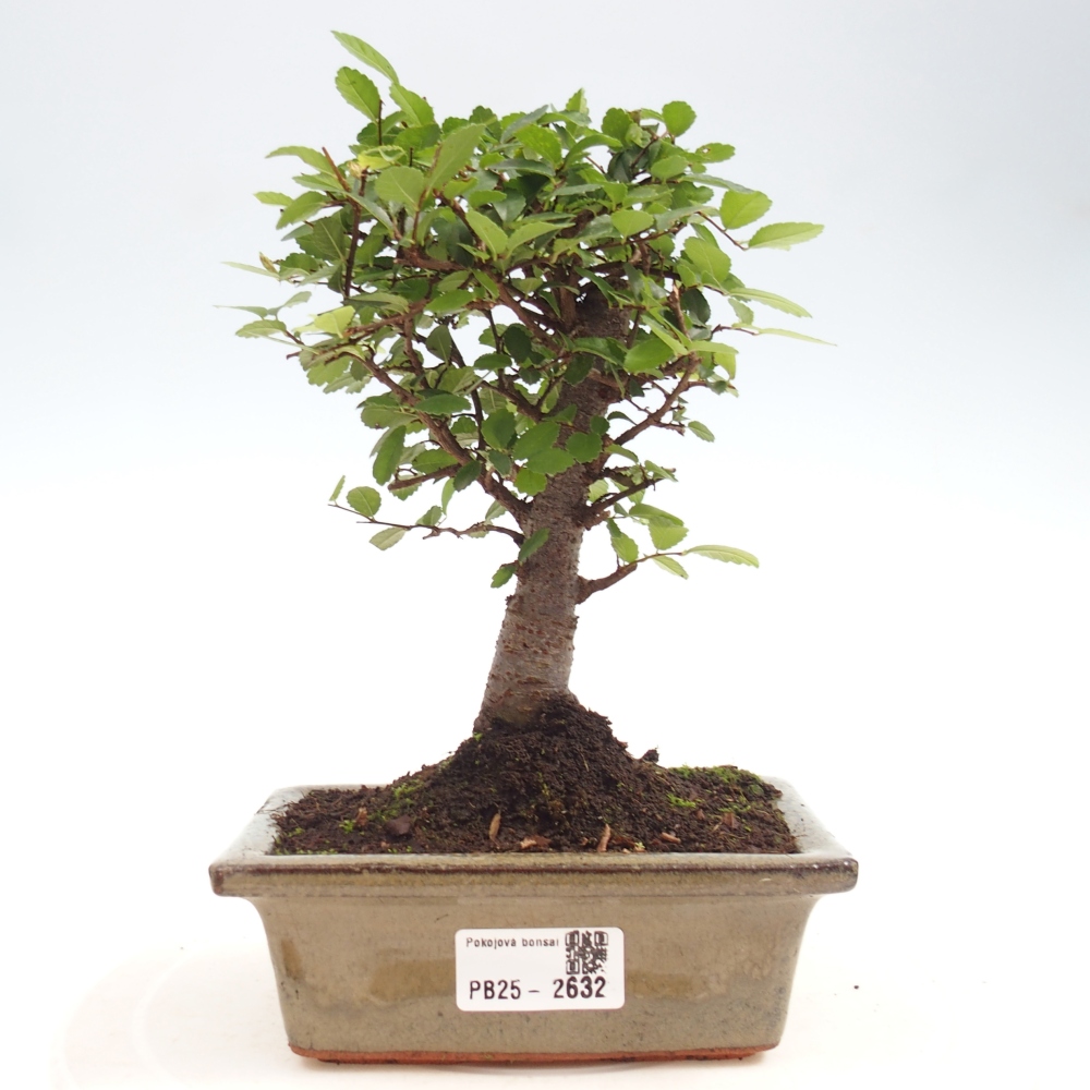 Izbová bonsai - Ulmus parvifolia - malolistá brest