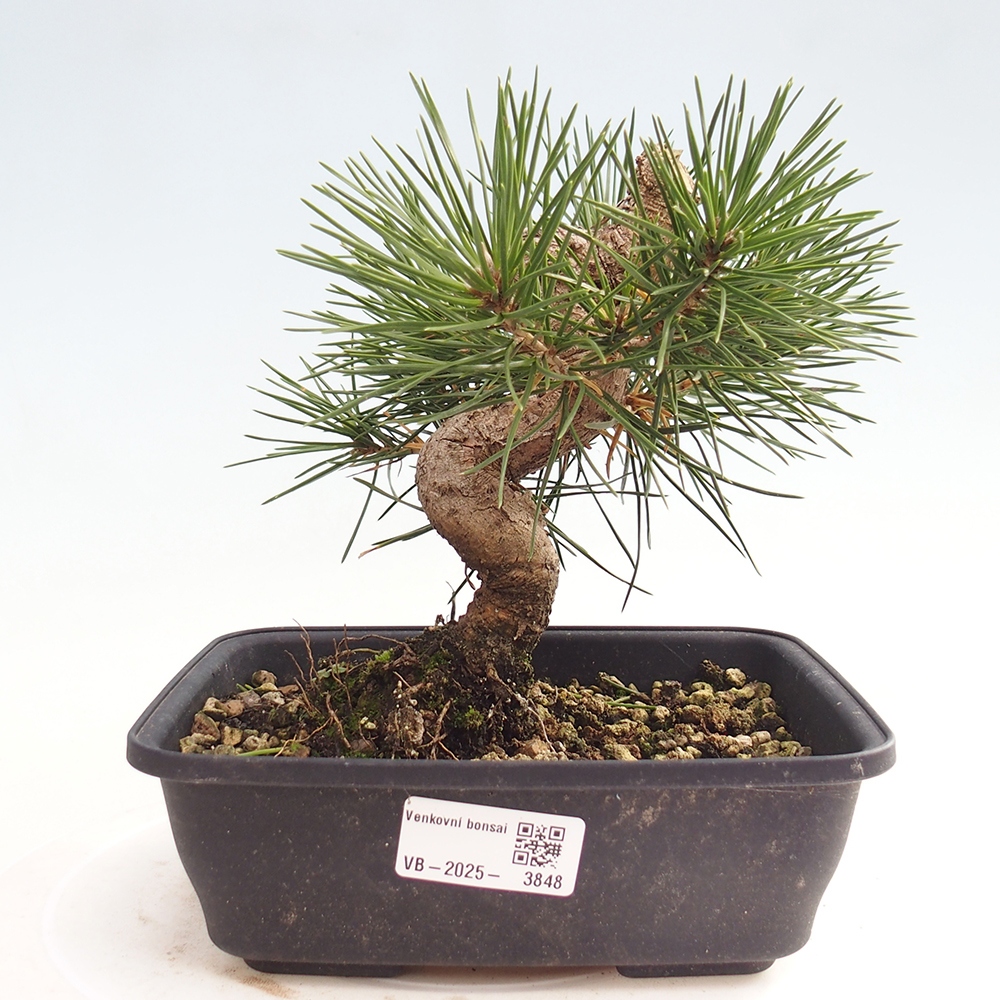 Vonkajšie bonsaje - Pinus thunbergii - borovica Thunbergova