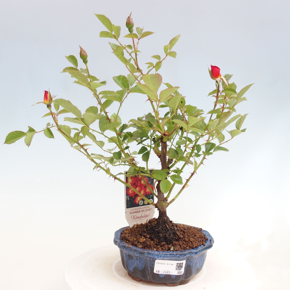 Vonkajší bonsai - Rosa Kordes - ruža